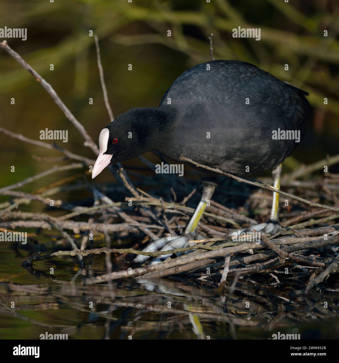 Black Coot / Coot / Coot eurasiatico ( Fulica atra ) costruisce il suo nido, nidificazione, costruzione di nidi sotto cespugli vicino al bordo dell'acqua, fauna selvatica, Europa. Foto Stock