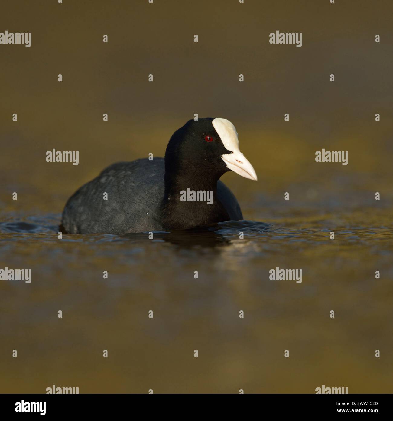 Black Coot ( Fulica atra ) in un bellissimo e scintillante abito da riproduzione, nuotando attraverso belle acque colorate, riprese frontali, fauna selvatica, Europa. Foto Stock