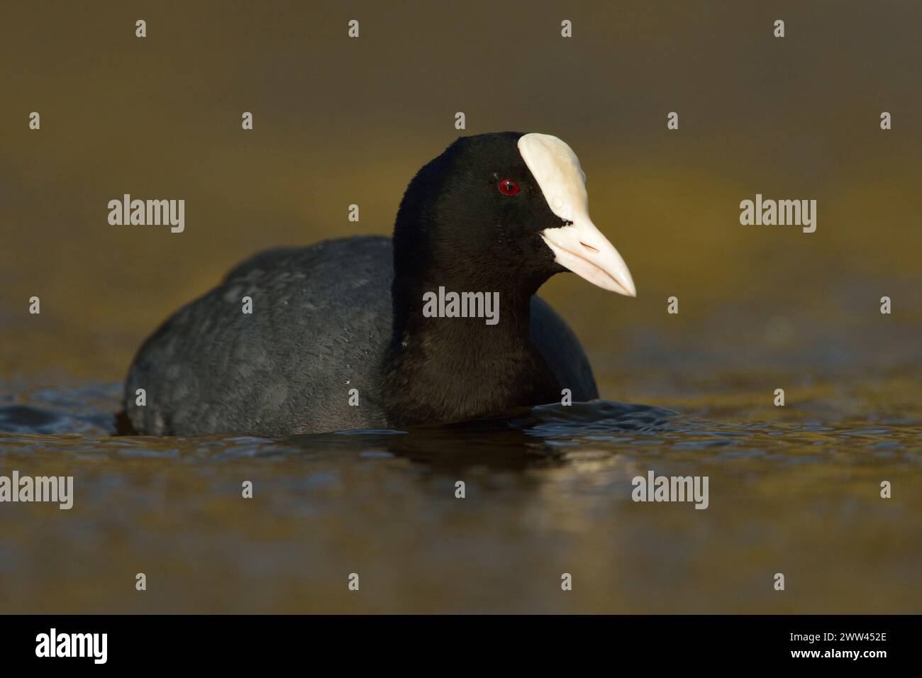 Black Coot ( Fulica atra ) in un bellissimo e scintillante abito da riproduzione, nuotando attraverso belle acque colorate, riprese frontali, fauna selvatica, Europa. Foto Stock