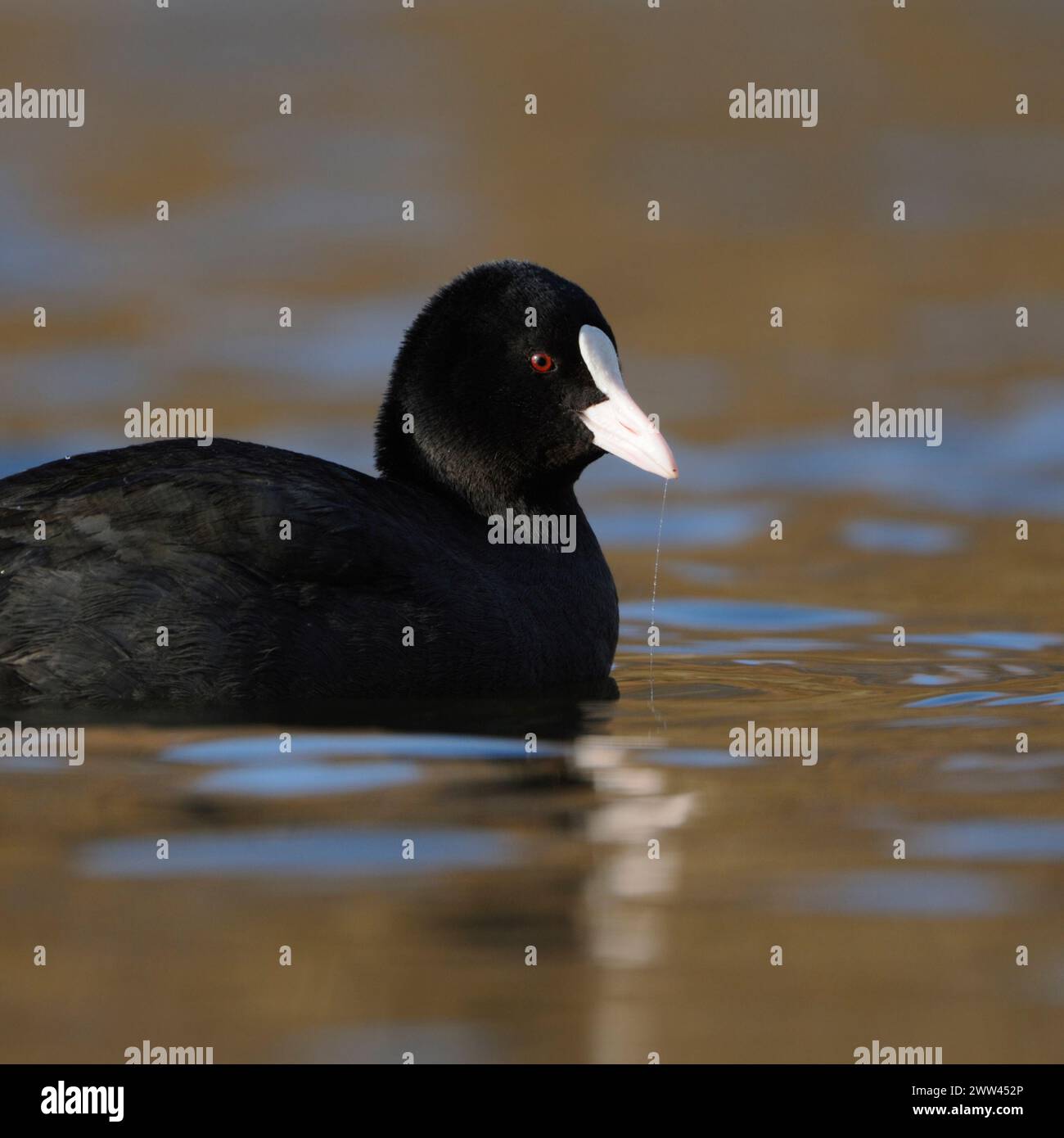 Black Coot / Coot / Coot eurasiatico ( Fulica atra ) nuota in perfetta luce su belle acque colorate, ben noto e comune uccello d'acqua nativo, fauna selvatica, UE Foto Stock