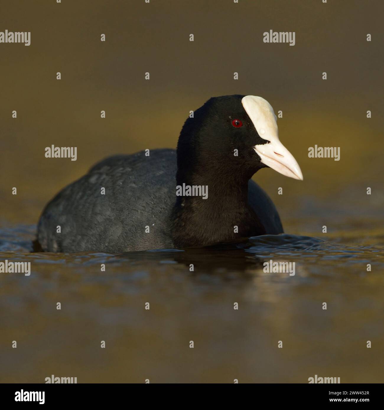 Black Coot / Eurasian Coot ( Fulica atra ) in un bellissimo abito da riproduzione scintillante, nuotando attraverso belle acque colorate, tiro frontale, fauna selvatica, Euro Foto Stock