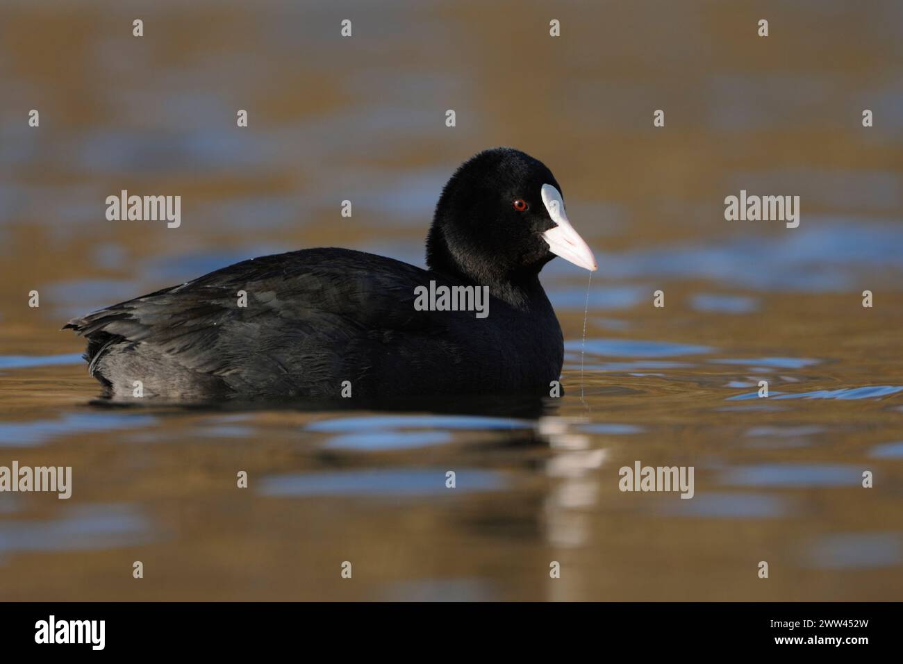 Black Coot / Coot / Coot eurasiatico ( Fulica atra ) nuota in perfetta luce su belle acque colorate, ben noto e comune uccello d'acqua nativo, fauna selvatica, UE Foto Stock