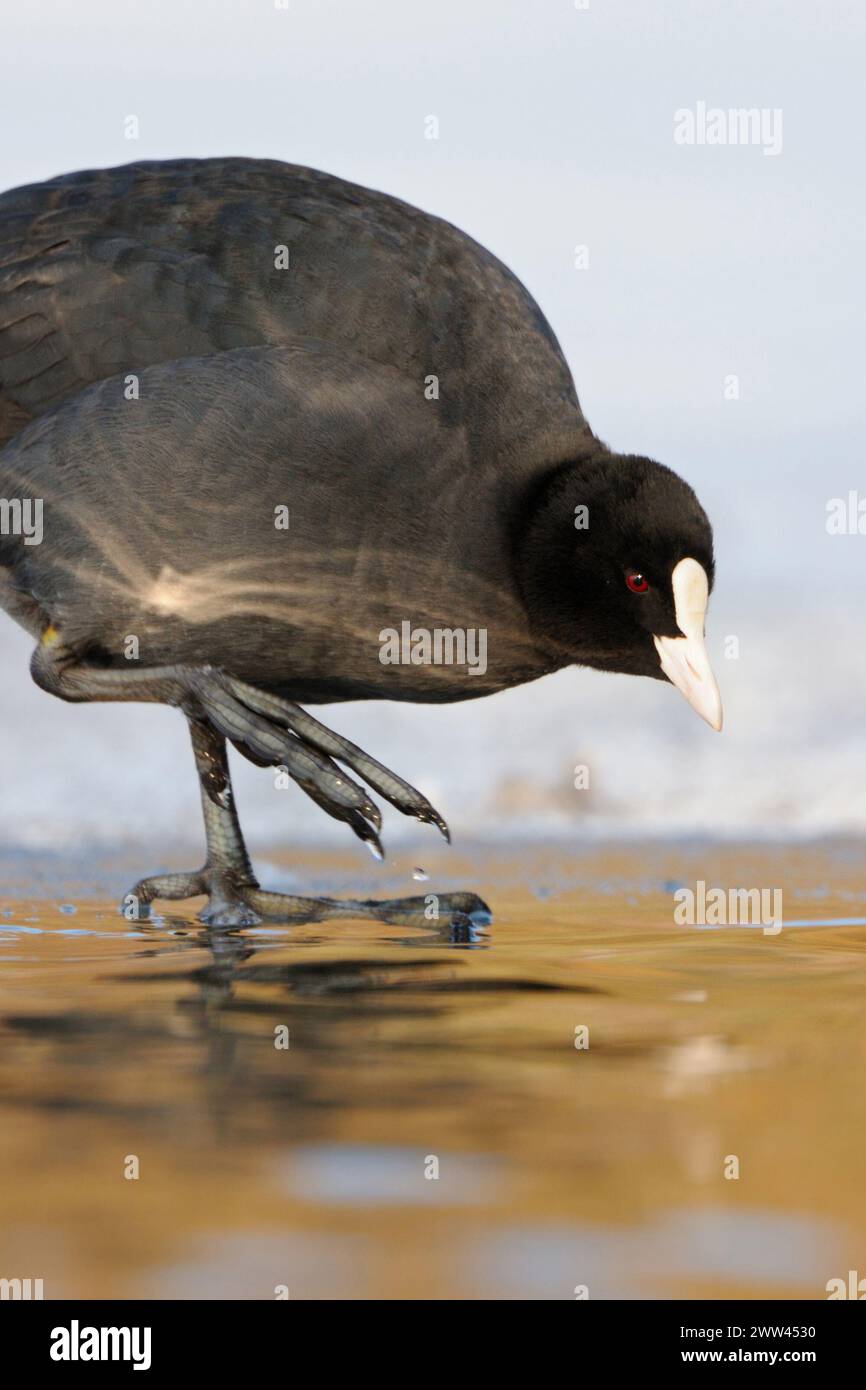 Controllo della temperatura... Black Coot / Coot / Coot eurasiatico ( Fulica atra ) in inverno si trova in perfetta luce sul bordo del ghiaccio controllando attentamente la temperatura dell'acqua Foto Stock