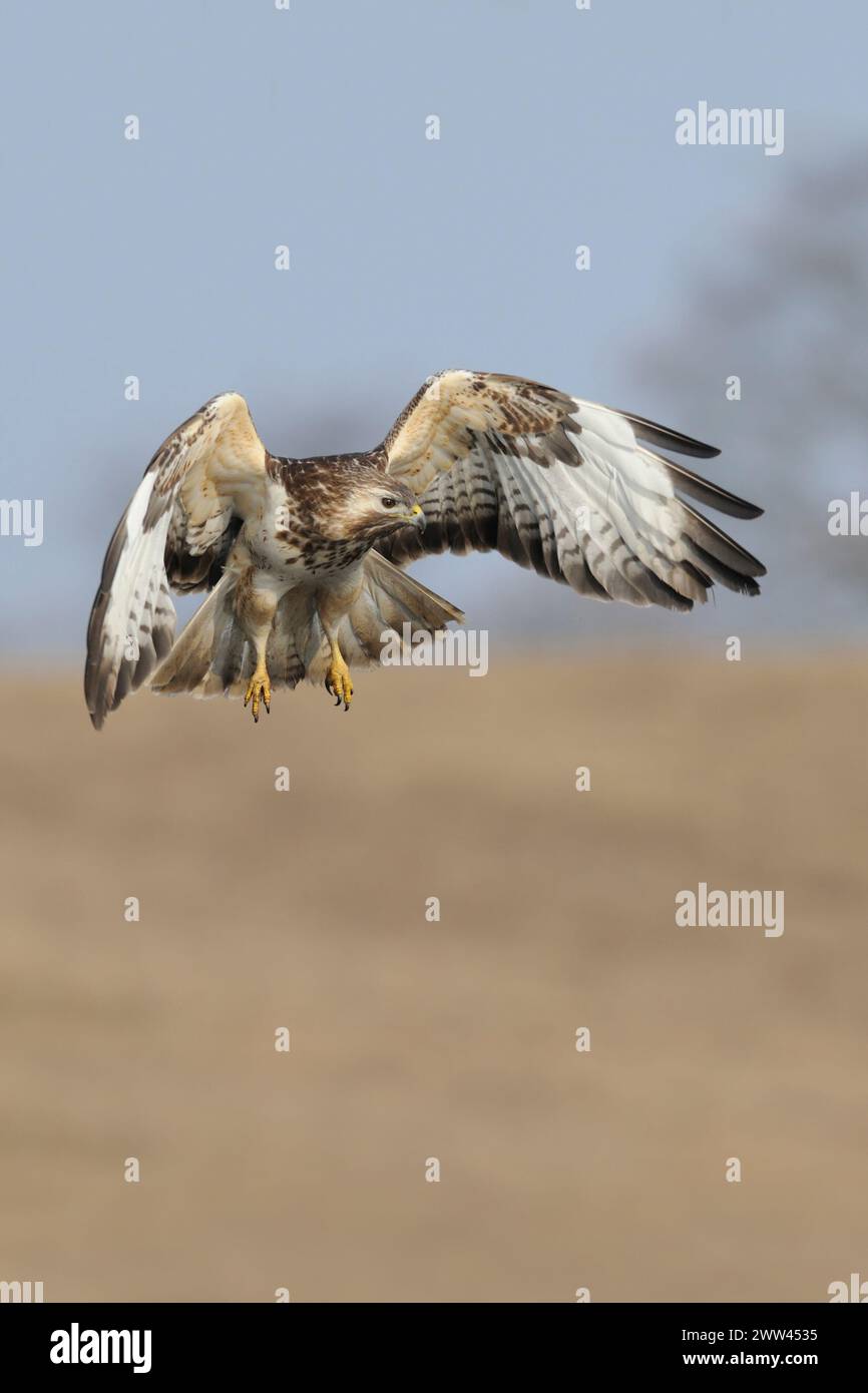 Buzzard comune ( Buteo buteo) in volo, alla ricerca di cibo, caccia, sparatutto frontale, fauna selvatica, Europa. Foto Stock