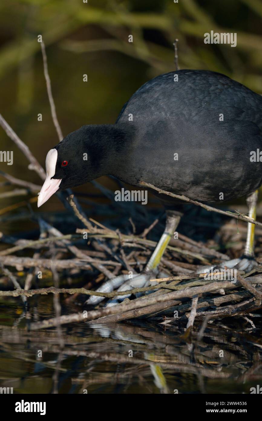 Black Coot / Coot / Coot eurasiatico ( Fulica atra ) costruisce il suo nido, nidificazione, costruzione di nidi sotto cespugli vicino al bordo dell'acqua, fauna selvatica, Europa. Foto Stock