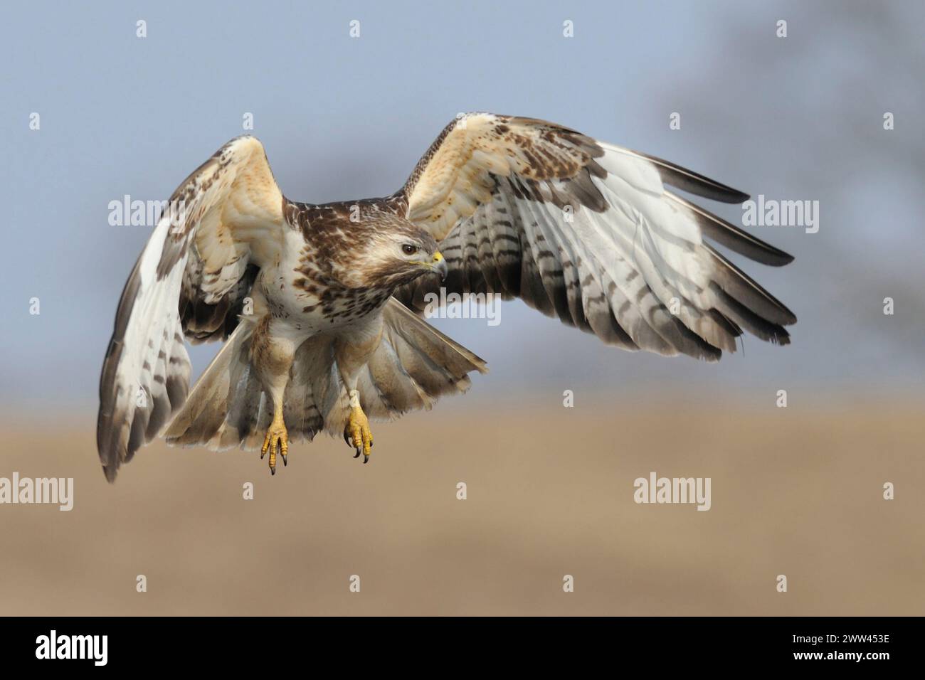 Buzzard comune ( Buteo buteo) in volo, alla ricerca di cibo, caccia, sparatutto frontale, fauna selvatica, Europa. Foto Stock