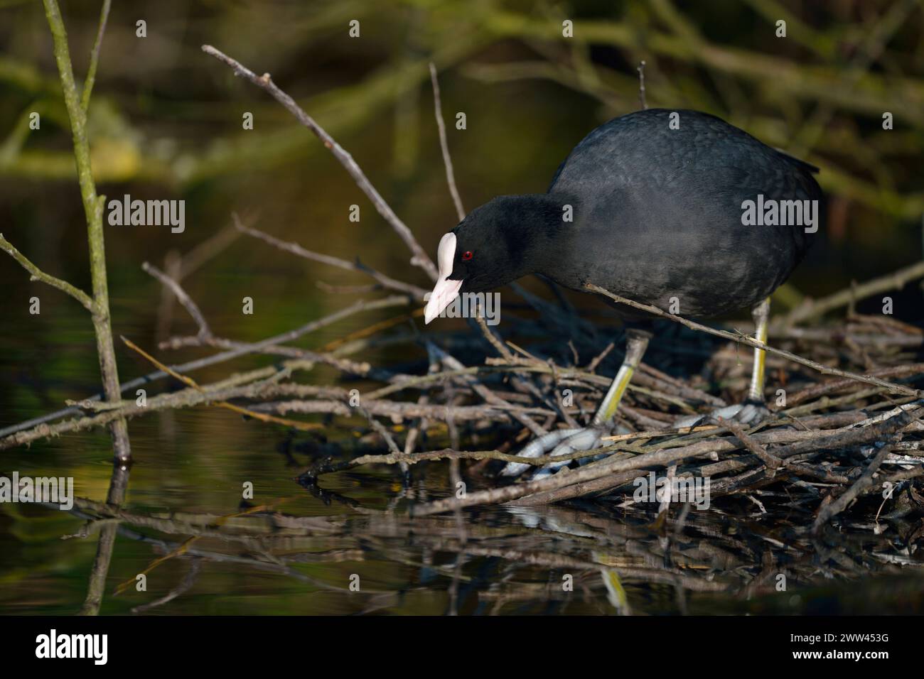 Black Coot / Coot / Coot eurasiatico ( Fulica atra ) costruisce il suo nido, nidificazione, costruzione di nidi sotto cespugli vicino al bordo dell'acqua, fauna selvatica, Europa. Foto Stock