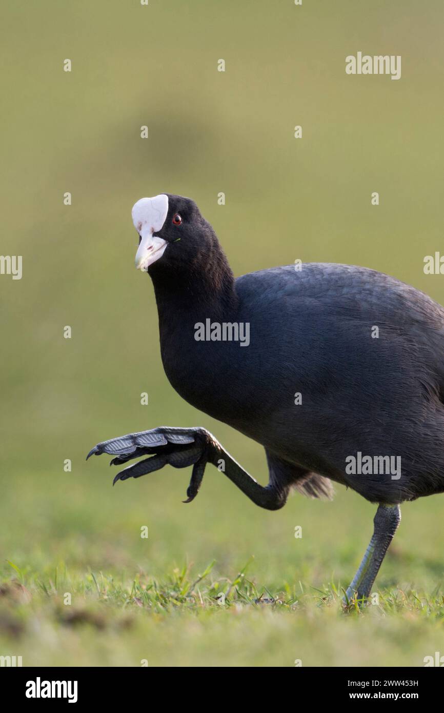 Black Coot / Eurasian Coot ( Fulica atra ) mostrando i suoi grandi piedi camminando, sembra divertente, fauna selvatica, Europa. Foto Stock