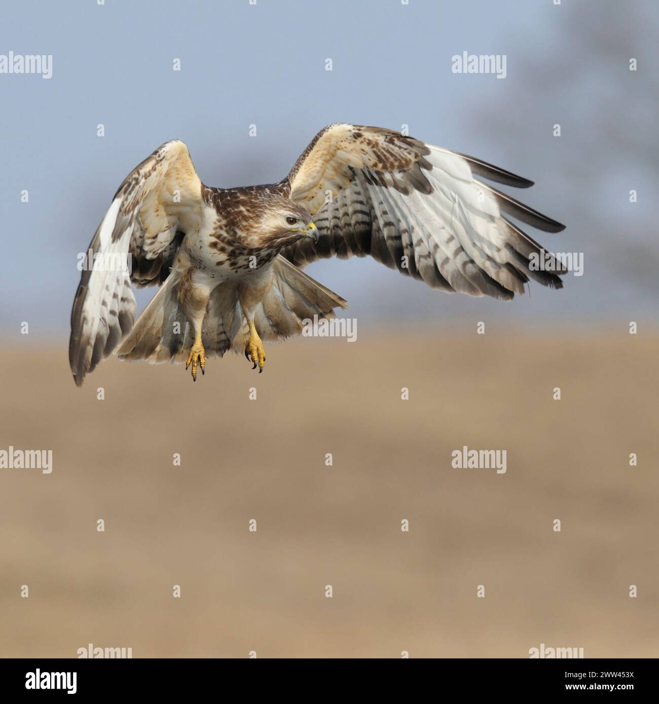 Buzzard comune ( Buteo buteo) in volo, alla ricerca di cibo, caccia, sparatutto frontale, fauna selvatica, Europa. Foto Stock
