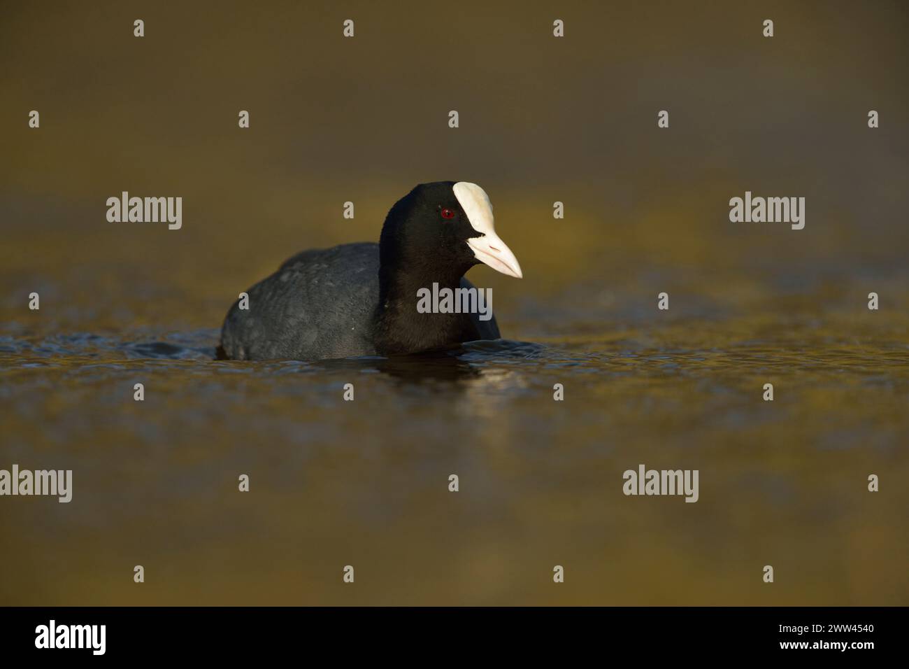 Black Coot ( Fulica atra ) in un bellissimo e scintillante abito da riproduzione, nuotando attraverso belle acque colorate, riprese frontali, fauna selvatica, Europa. Foto Stock