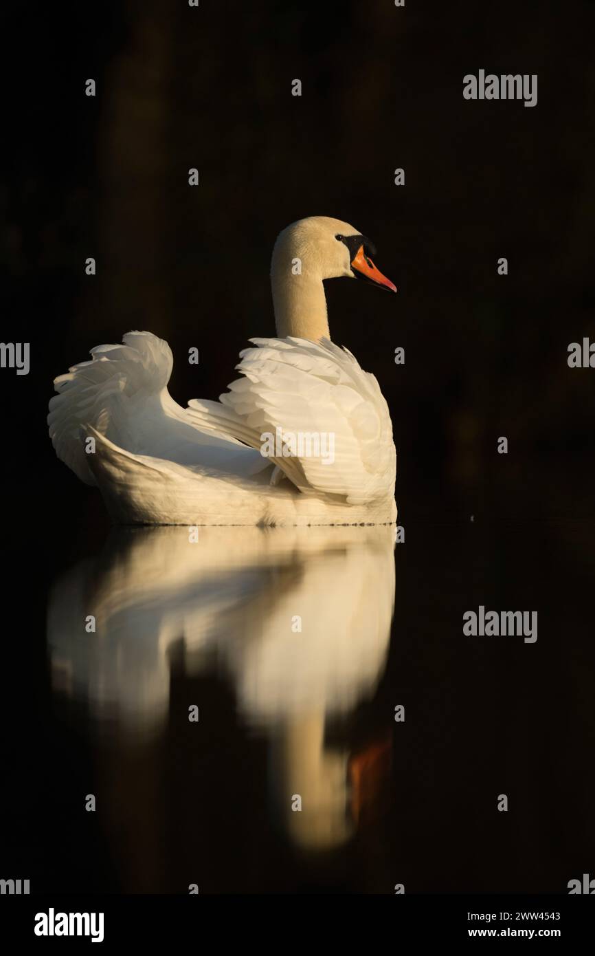 L'elegante cigno muto ( Cygnus olor ) mostra la sua bellezza con un bel riflesso su una superficie di acqua scura e calma, la fauna selvatica, l'Europa. Foto Stock