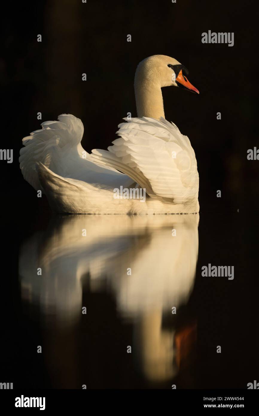 L'elegante cigno muto ( Cygnus olor ) mostra la sua bellezza con un bel riflesso su una superficie di acqua scura e calma, la fauna selvatica, l'Europa. Foto Stock