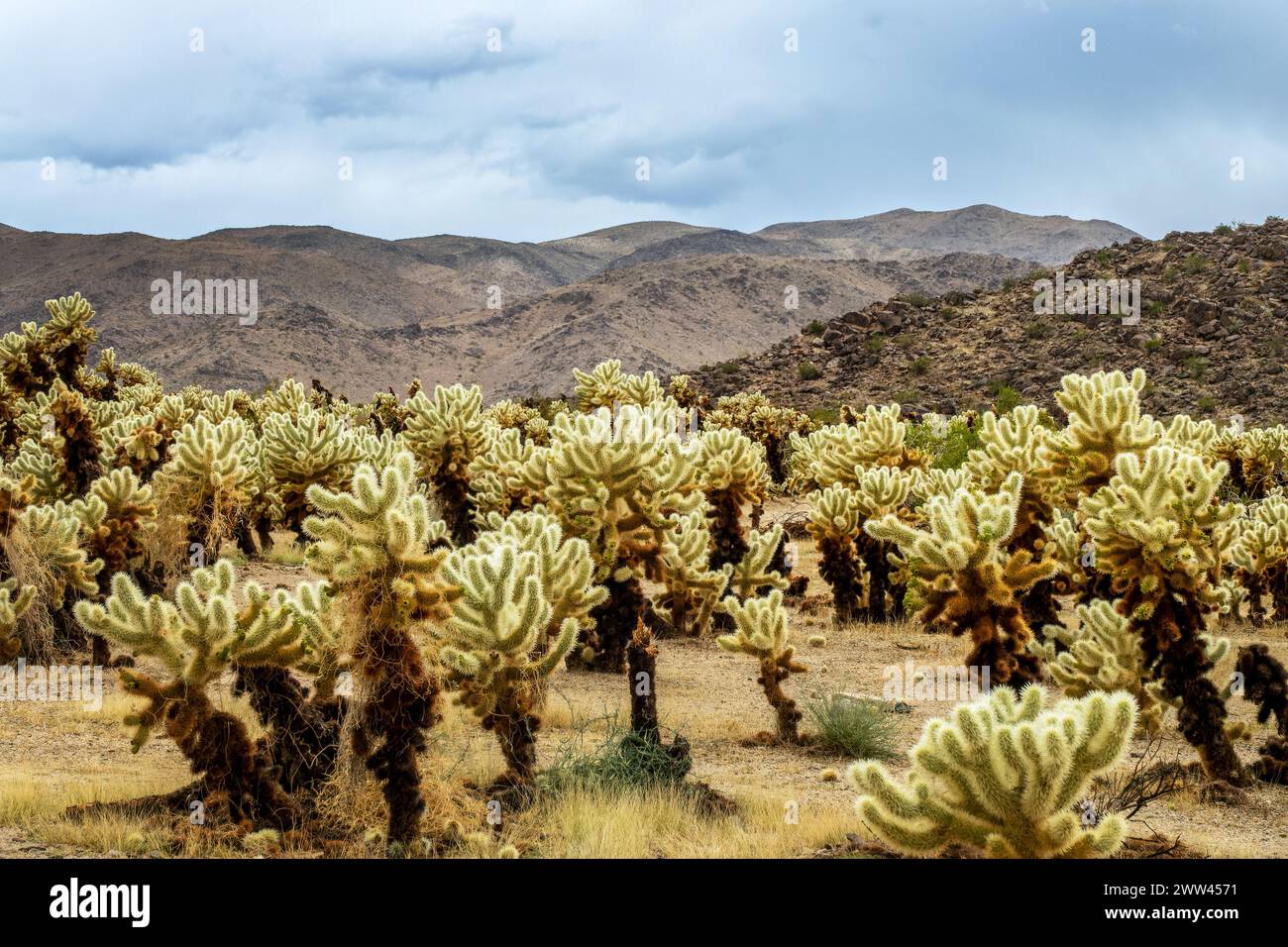 Il cactus di Cholla ed il cielo drammatico e tempestoso con le nubi scure nel parco nazionale di Joshua Tree, California Foto Stock