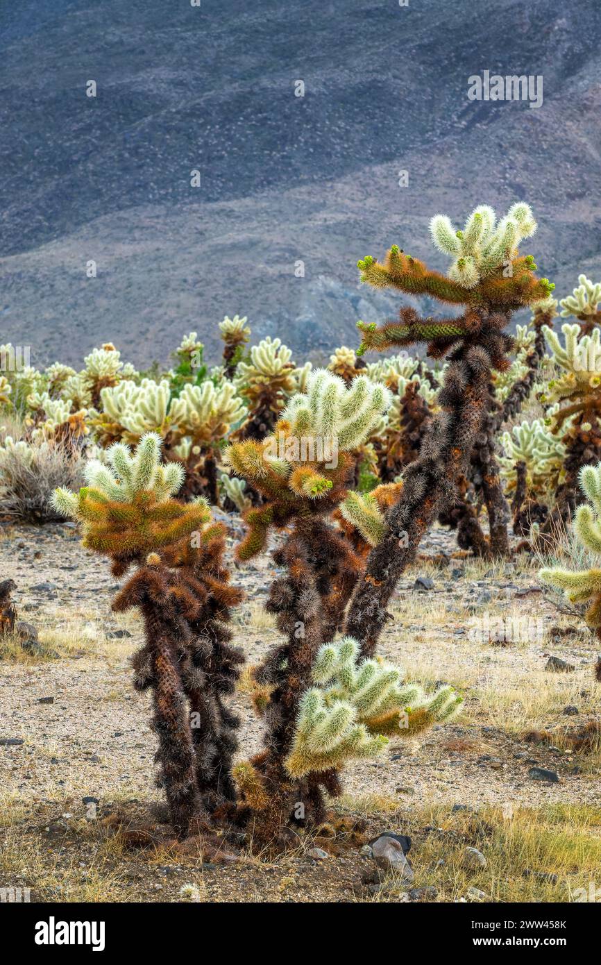 Cactus Cholla da vicino nel parco nazionale Joshua Tree, California Foto Stock