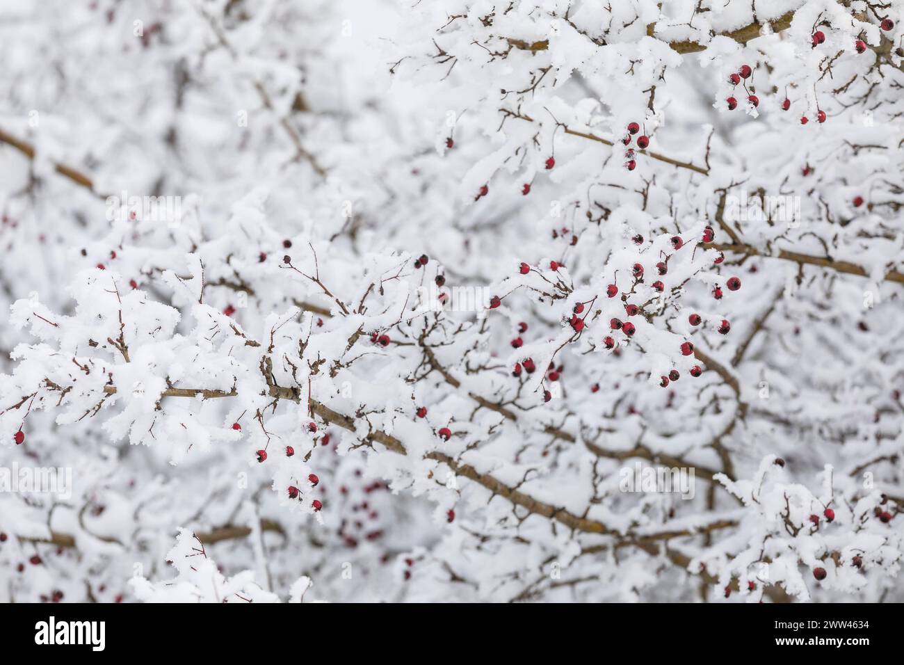 rote Hagebutten am verschneiten Zweig, Winter im Erzgebirge, Sachsen, Deutschland *** rosone fianchi su un ramo innevato, inverno sui monti ore, sa Foto Stock