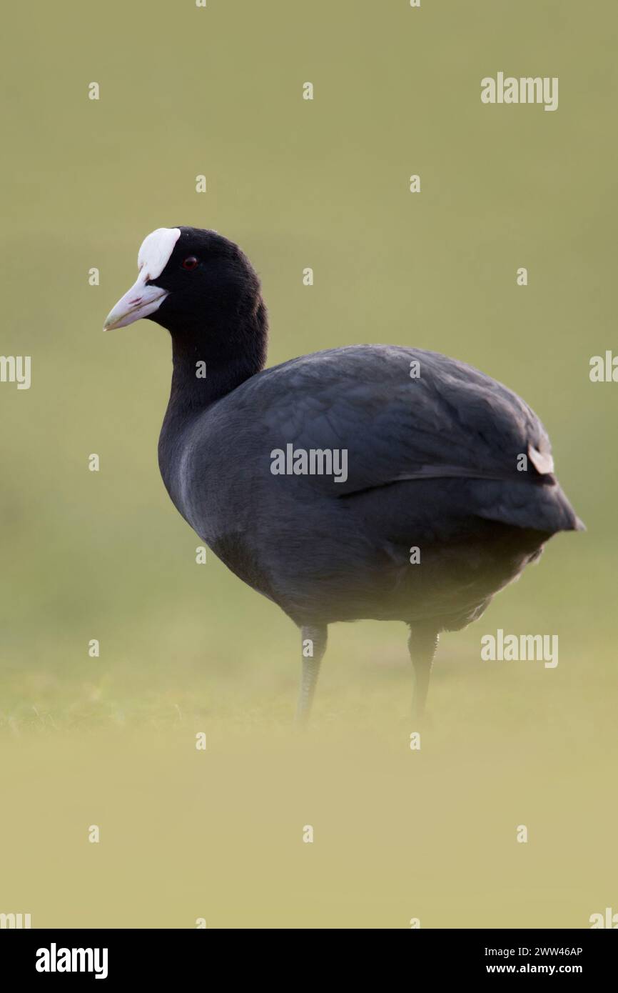 Black Coot / Coot / Coot eurasiatico ( Fulica atra ) sulla riva, sorge su praterie in un'atmosfera morbida, pieno corpo, vista laterale, fauna selvatica, Europa. Foto Stock
