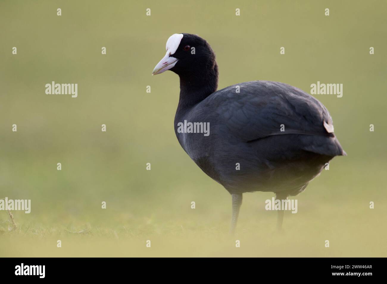 Black Coot / Coot / Coot eurasiatico ( Fulica atra ) sulla riva, sorge su praterie in un'atmosfera morbida, pieno corpo, vista laterale, fauna selvatica, Europa. Foto Stock