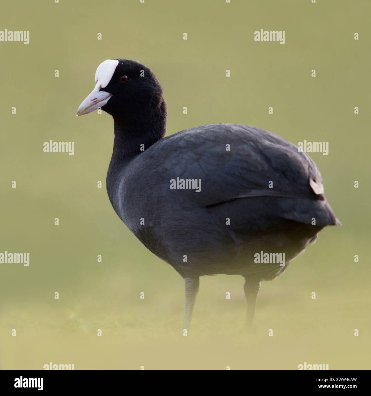 Black Coot / Coot / Coot eurasiatico ( Fulica atra ) sulla riva, sorge su praterie in un'atmosfera morbida, pieno corpo, vista laterale, fauna selvatica, Europa. Foto Stock