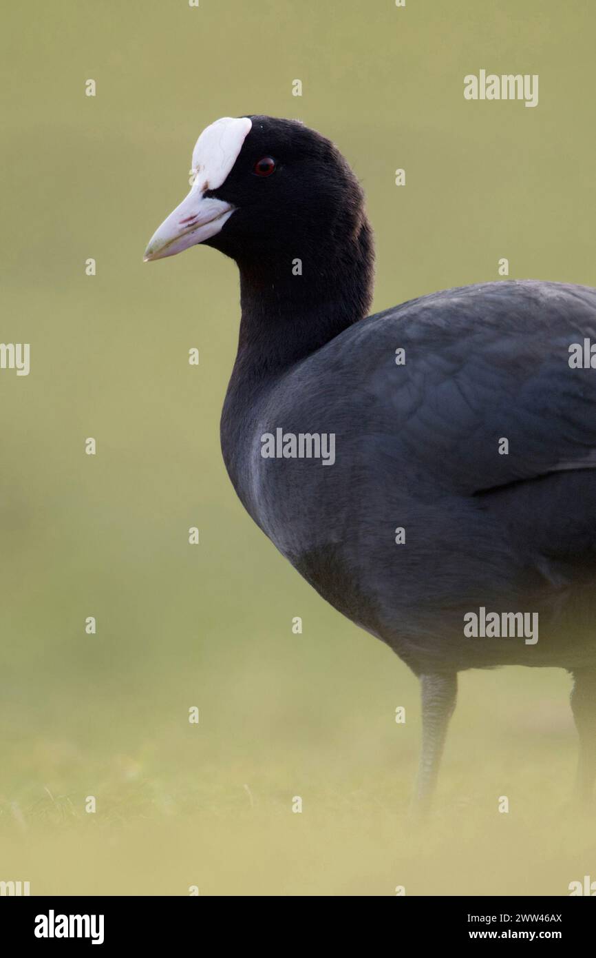 Black Coot / Coot / Coot eurasiatico ( Fulica atra ) sulla riva, sorge su praterie in un'atmosfera morbida, pieno corpo, vista laterale, fauna selvatica, Europa. Foto Stock