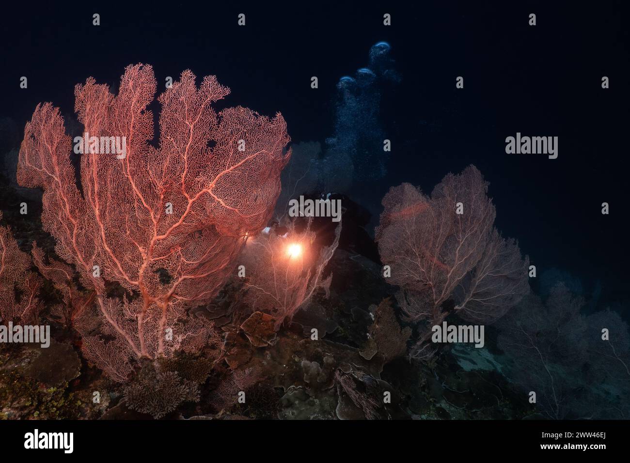 Tuffati nella barriera corallina di Nosy Be Madagascar Foto Stock