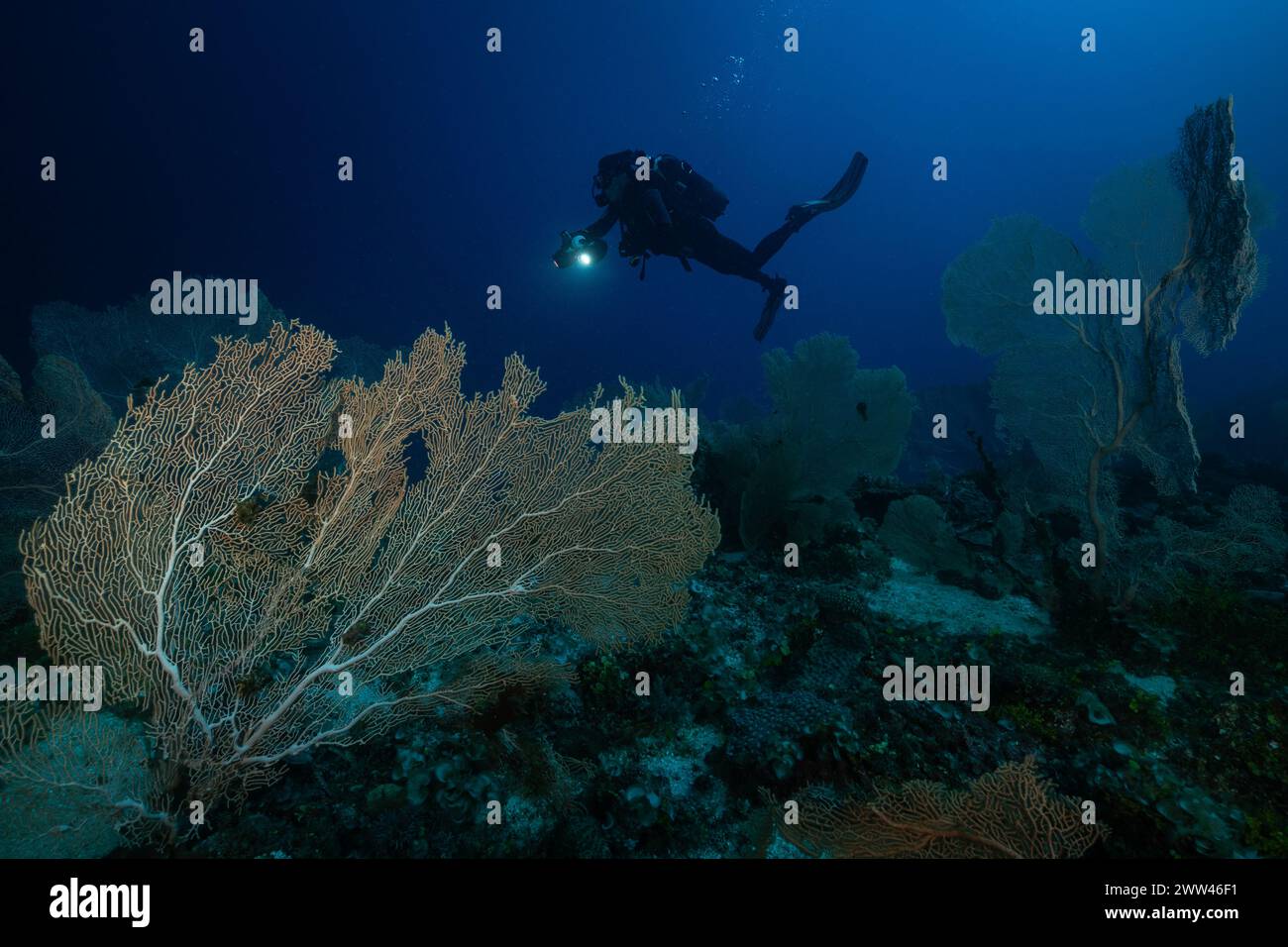 Tuffati nella barriera corallina di Nosy Be Madagascar Foto Stock