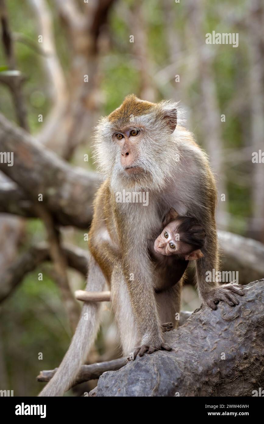 Long Tailed Macaque Mother and Infant a Langkawi Mangroves, Malesia Foto Stock