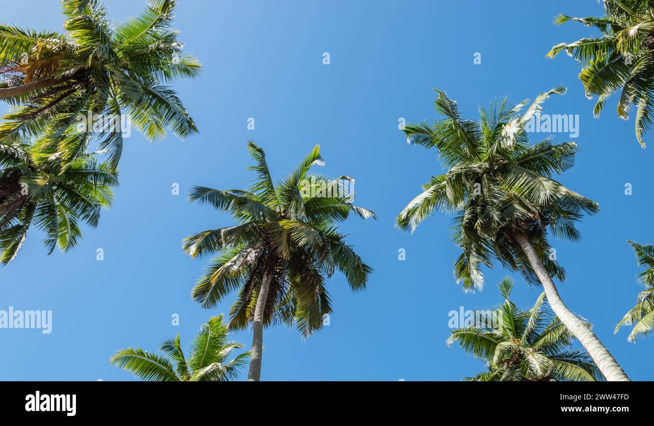 Palme contro il cielo azzurro sull'isola tropicale delle Seychelles. Vista ad angolo basso. Foto Stock