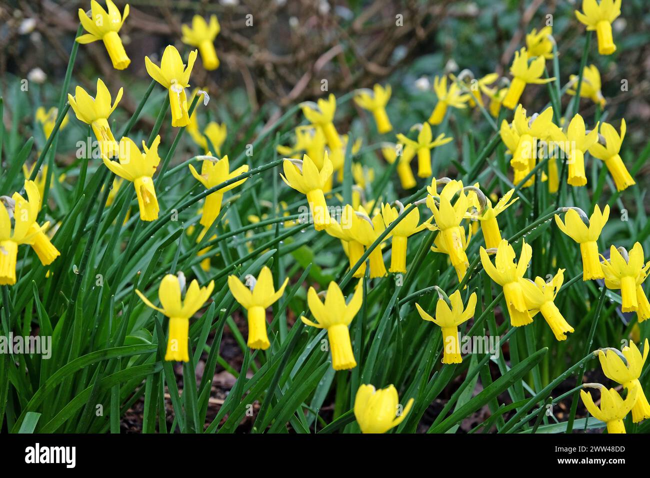 Narciso "Rapture" ciclamino o ciclamino in fiore. Foto Stock