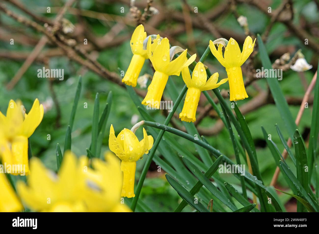 Narciso "Rapture" ciclamino o ciclamino in fiore. Foto Stock