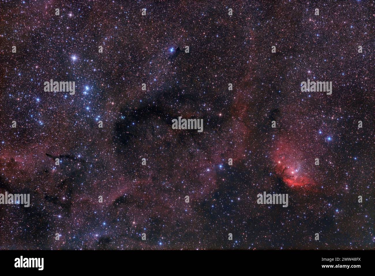 La nebulosa dei tulipani Foto Stock