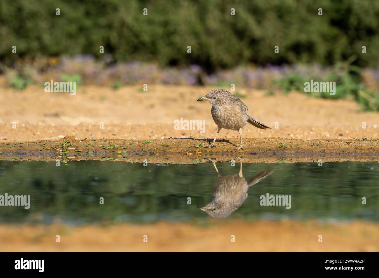 Babbler arabo vicino all'acqua il babbler arabo (Argya squamiceps) è un uccello passerino. Si tratta di un uccello residente che nidifica in comunità di macchia arida nella M Foto Stock