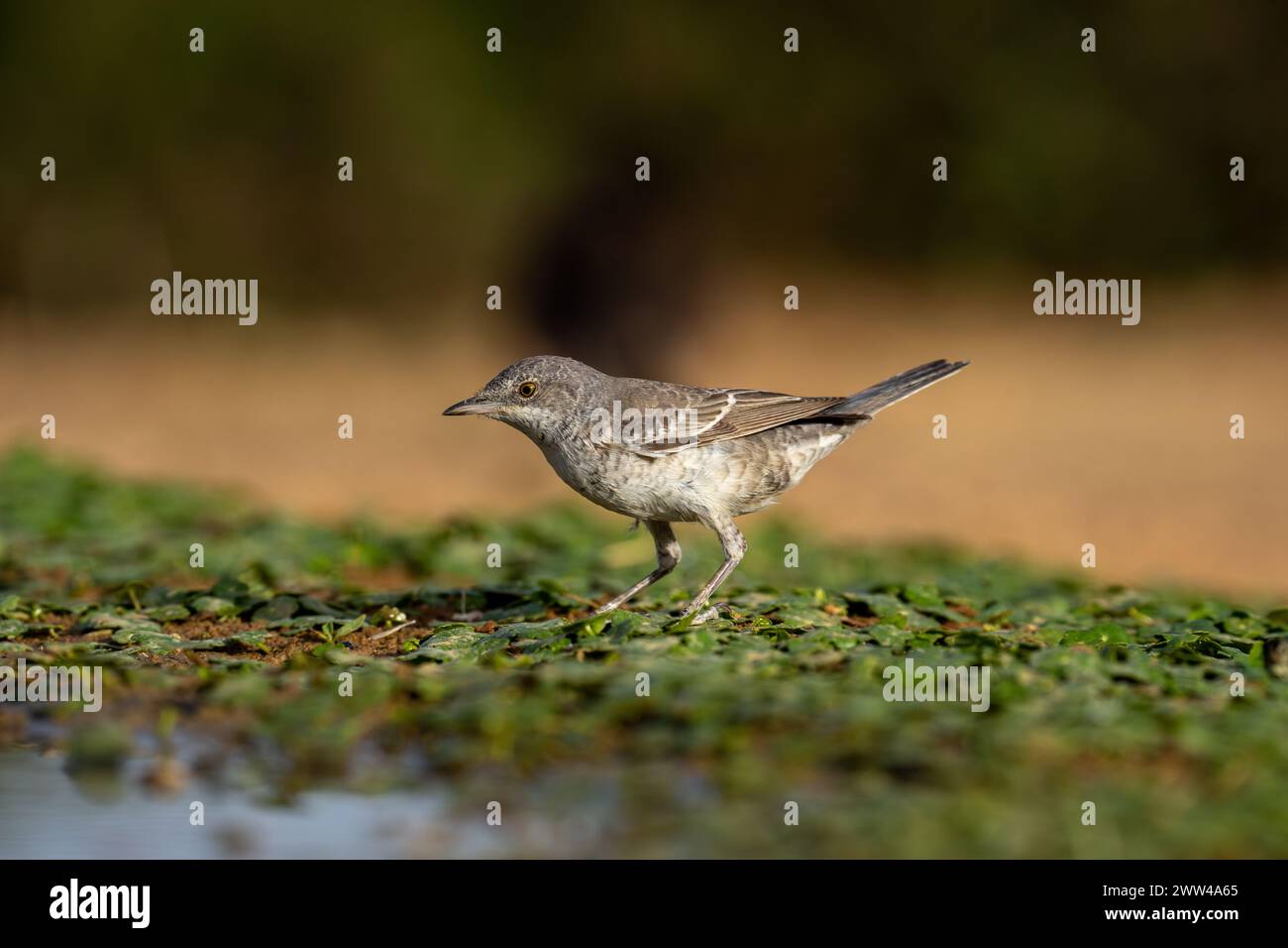 Parula barrata vicino all'acqua la parula barrata (Curruca nisoria) è una parula tipica che si riproduce attraverso le regioni temperate dell'Europ centrale e orientale Foto Stock