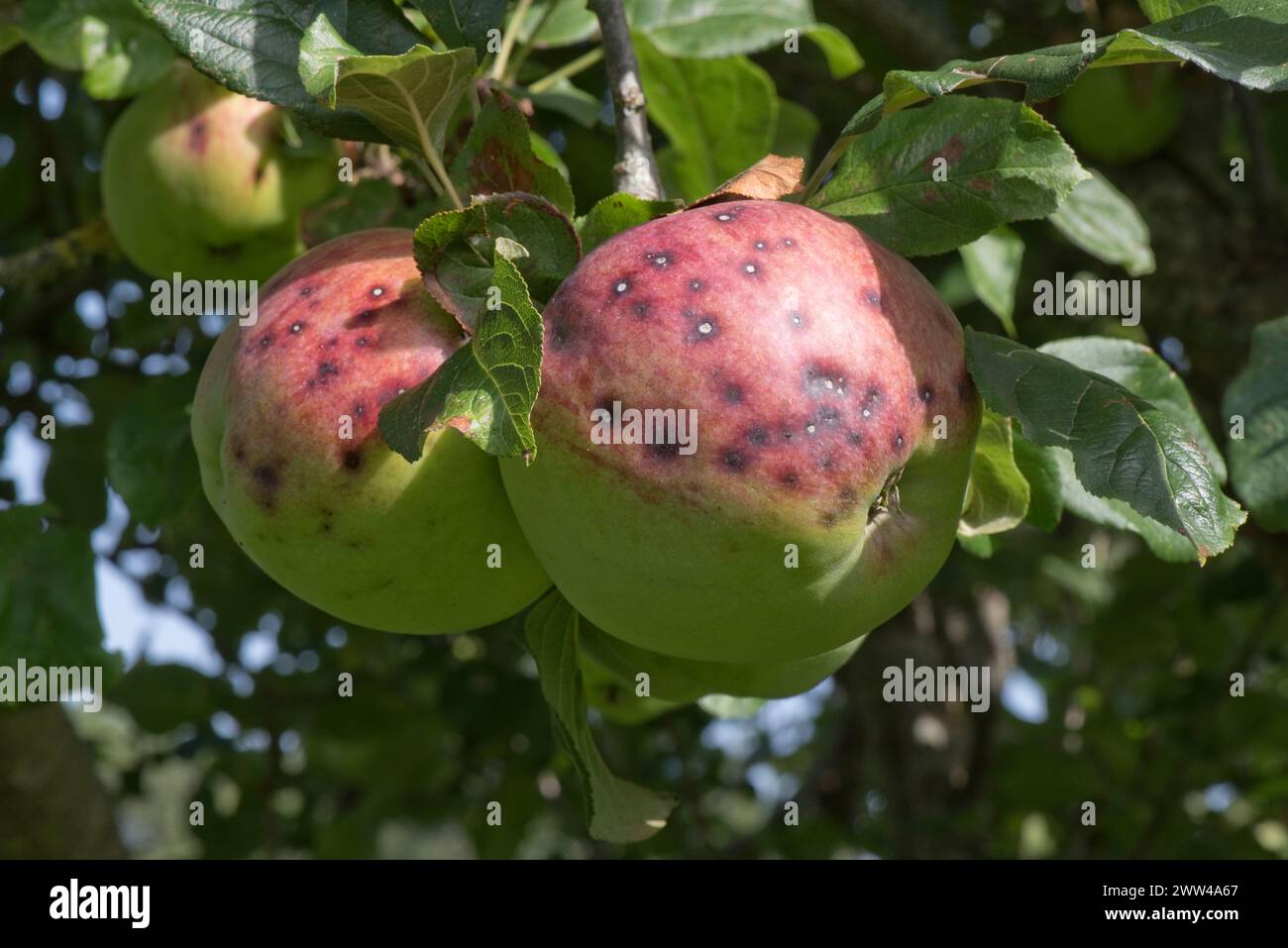 Piccole lesioni discrete, un sintomo di scabro di mele (Venruria inaequalis) sulla grande mela matura Blenheim Orange in estate, Berkshire, agosto Foto Stock