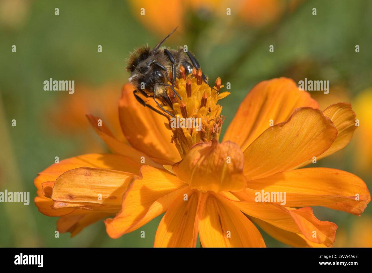 Tawny Mining bee (Andrena fulva) maschio, un'ape mineraria di sabbia che forgia su un Cosmos spp. Fiore in un giardino ornamentale, Berkshire, settembre Foto Stock