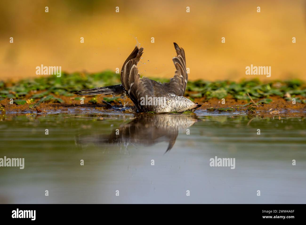 Parula barrata vicino all'acqua la parula barrata (Curruca nisoria) è una parula tipica che si riproduce attraverso le regioni temperate dell'Europ centrale e orientale Foto Stock