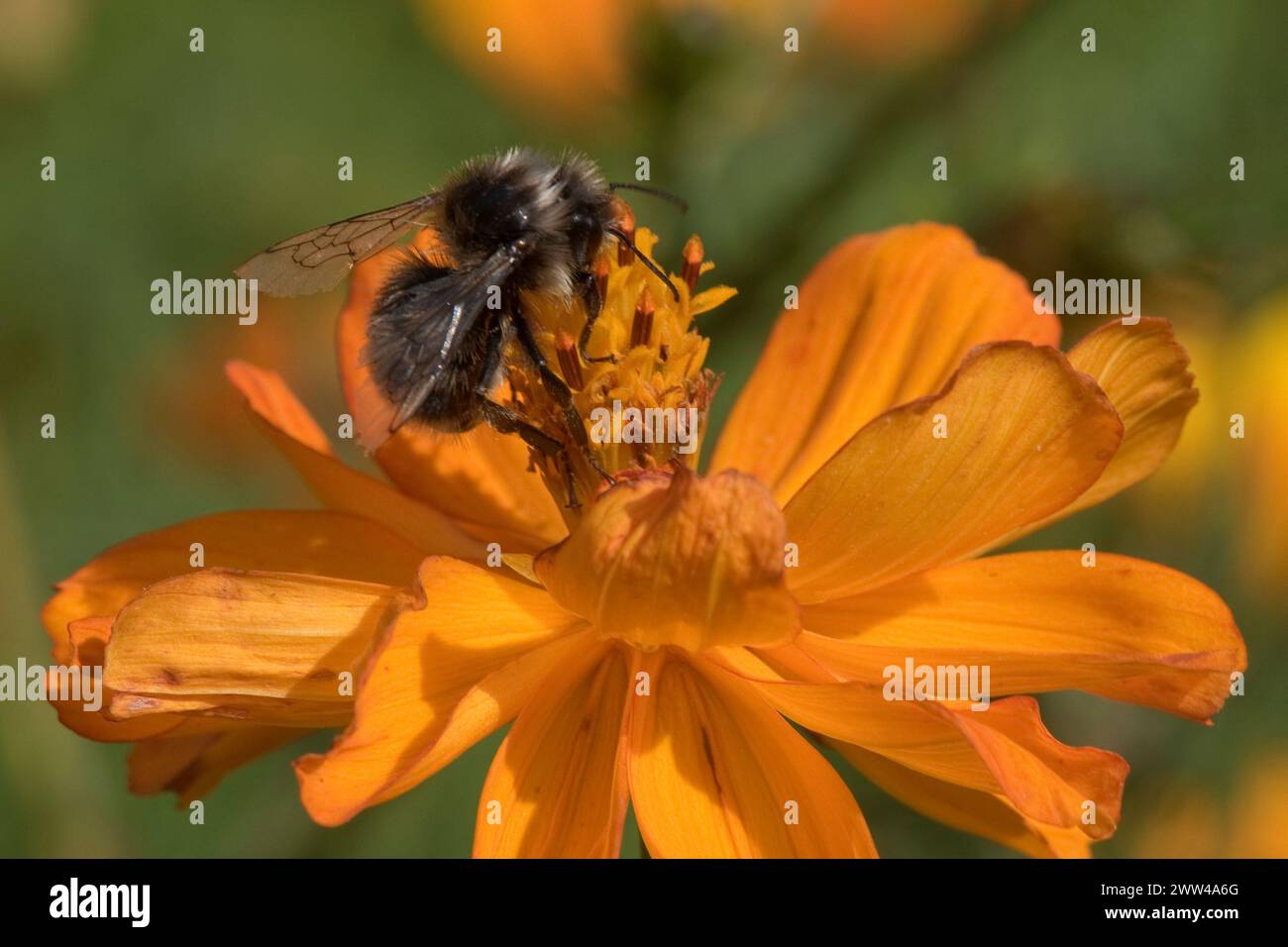 Tawny Mining bee (Andrena fulva) maschio, un'ape mineraria di sabbia che forgia su un Cosmos spp. Fiore in un giardino ornamentale, Berkshire, settembre Foto Stock