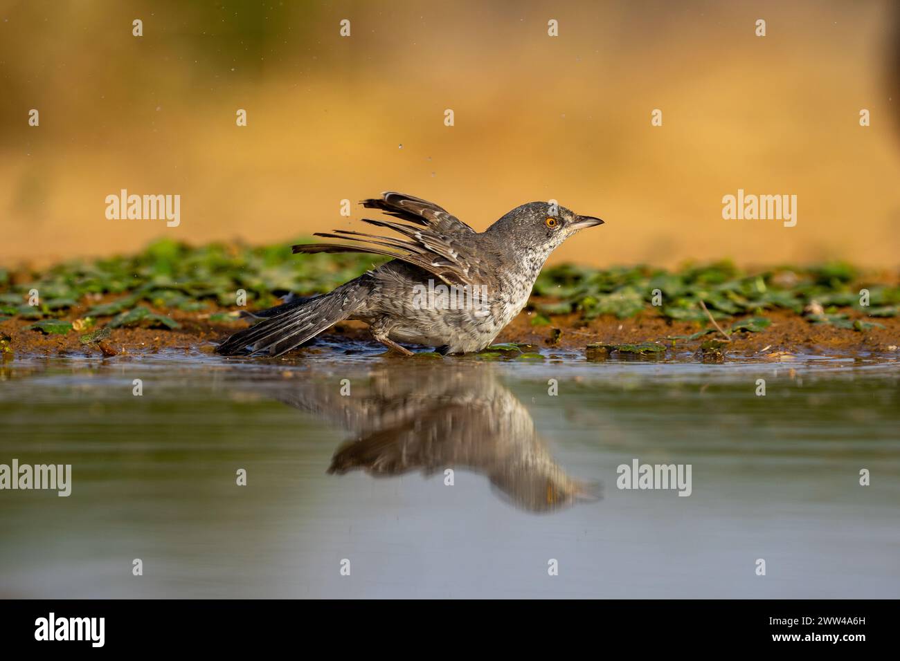 Parula barrata vicino all'acqua la parula barrata (Curruca nisoria) è una parula tipica che si riproduce attraverso le regioni temperate dell'Europ centrale e orientale Foto Stock
