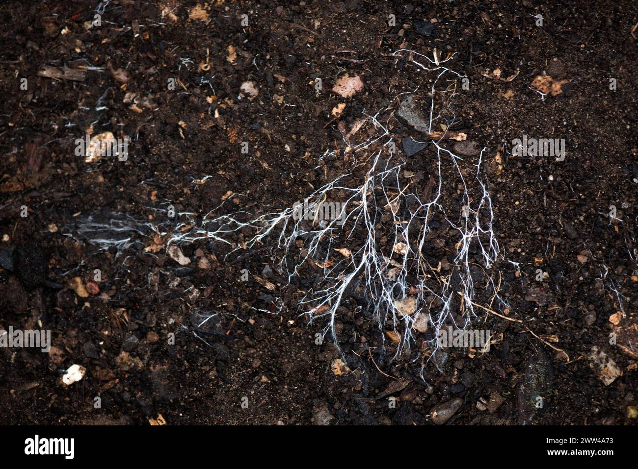 Fili di ramificazione del micelio fungo che si diffondono su terreno organico. Un organismo simbiotico micorrizale che interagisce con le radici di piante e alberi, Berkshi Foto Stock
