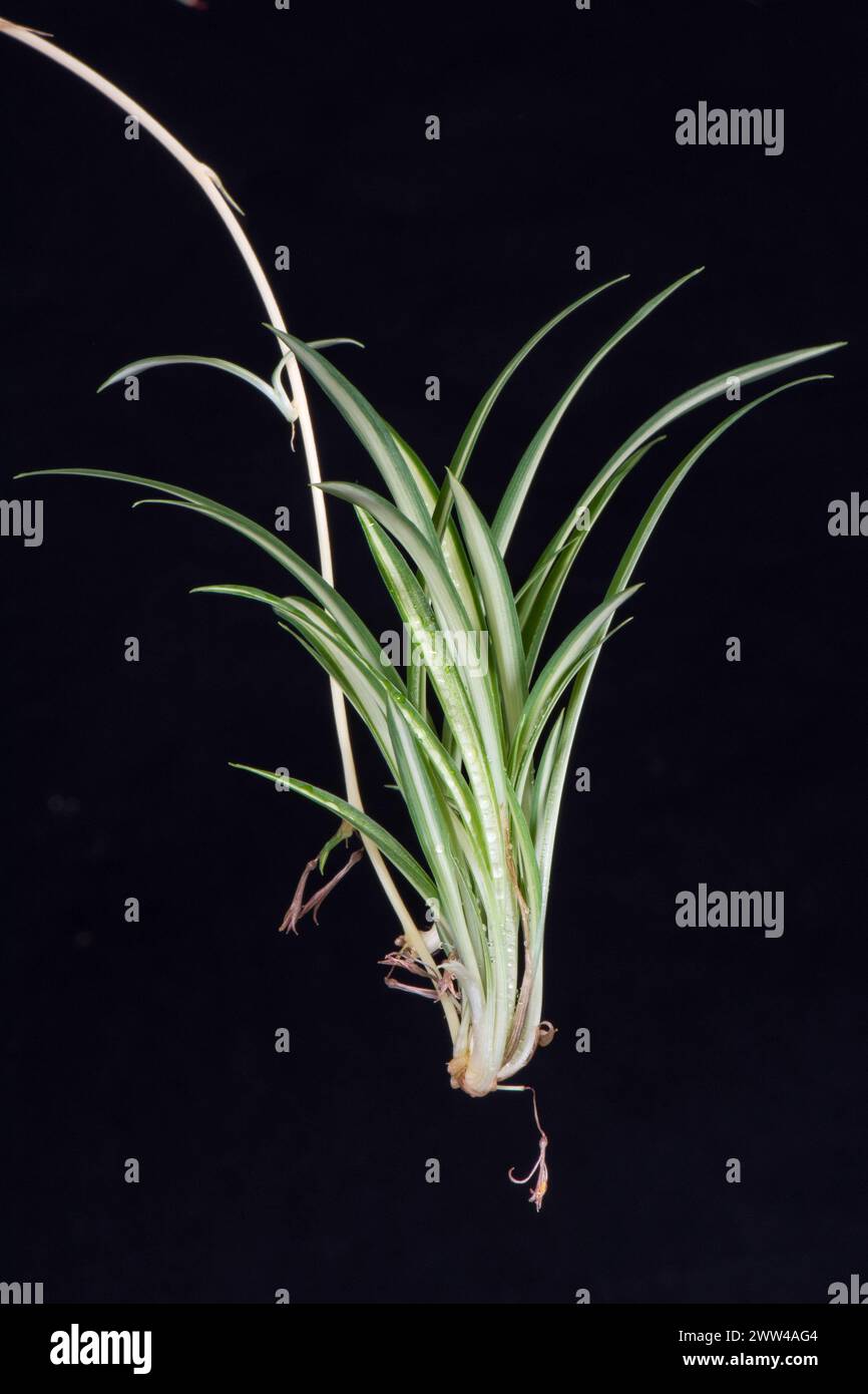 Piante da bambino su un fusto ombelicale provenienti dalla pianta madre del ragno (Chlorophytum comosum). Piante popolari per la casa con lea verde/bianca variegata Foto Stock