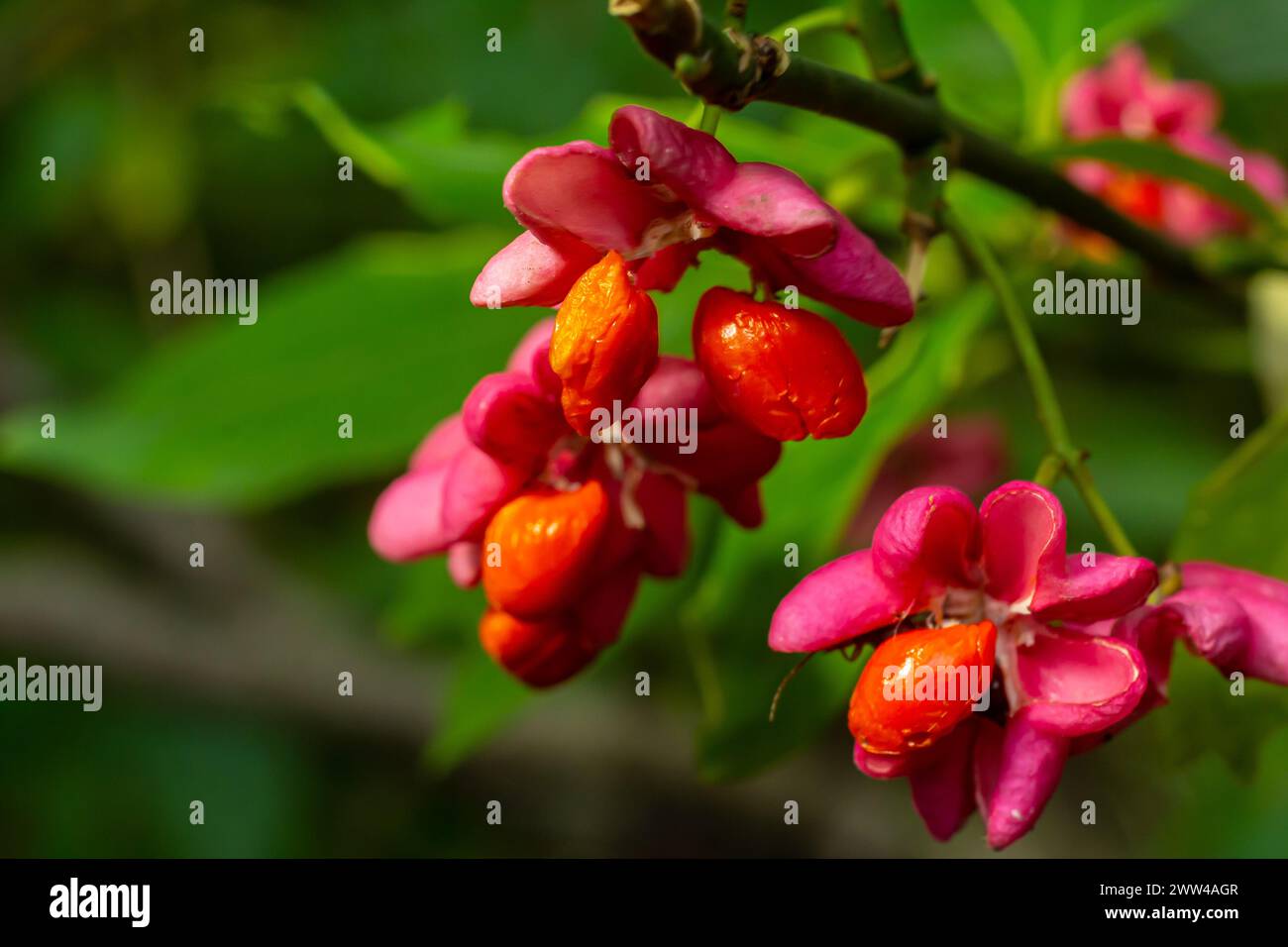 Euonymus europaeus frutti autunnali a maturazione capsulare a fusello comune europeo, colori rosso-viola o rosa con semi d'arancio, foglie autunnali colorate. Foto Stock