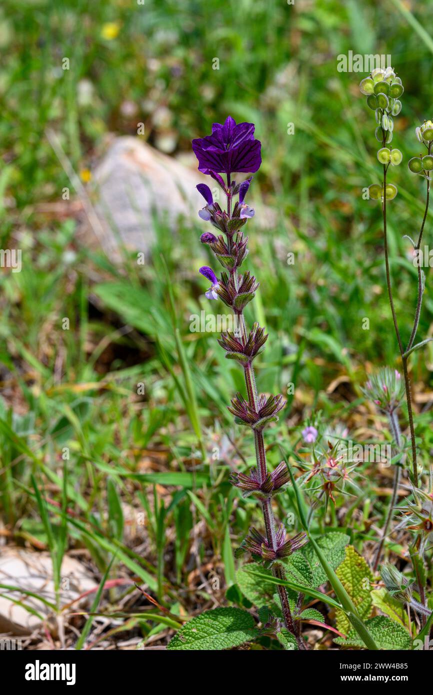 Salvia viridis (SYN Salvia horminum) nomi comuni includono Sage, Large Sage, Annual clary, Bluebeard fotografata nella Jezreel Valley, Israele a marzo Foto Stock