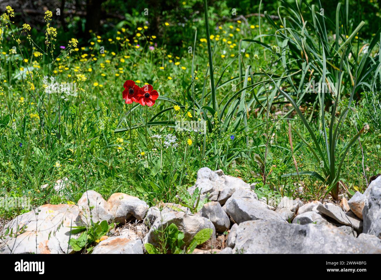 Il ranunculus asiaticus, il ranunculus, è una specie di ranunculus (ranunculus) originaria della regione orientale del Mediterraneo, nell'Asia sud-occidentale Foto Stock