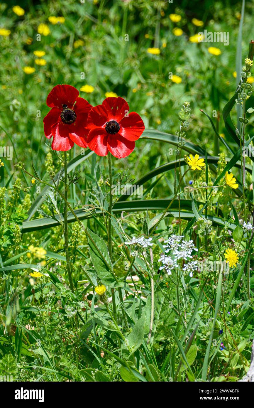 Il ranunculus asiaticus, il ranunculus, è una specie di ranunculus (ranunculus) originaria della regione orientale del Mediterraneo, nell'Asia sud-occidentale Foto Stock