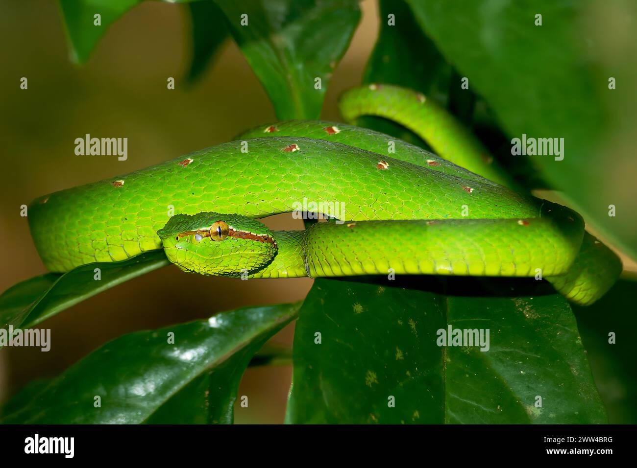 Wagler's Pit Viper, Tropidolaemus Wagleri, Bako National Park, Sarawak, Malesia Foto Stock