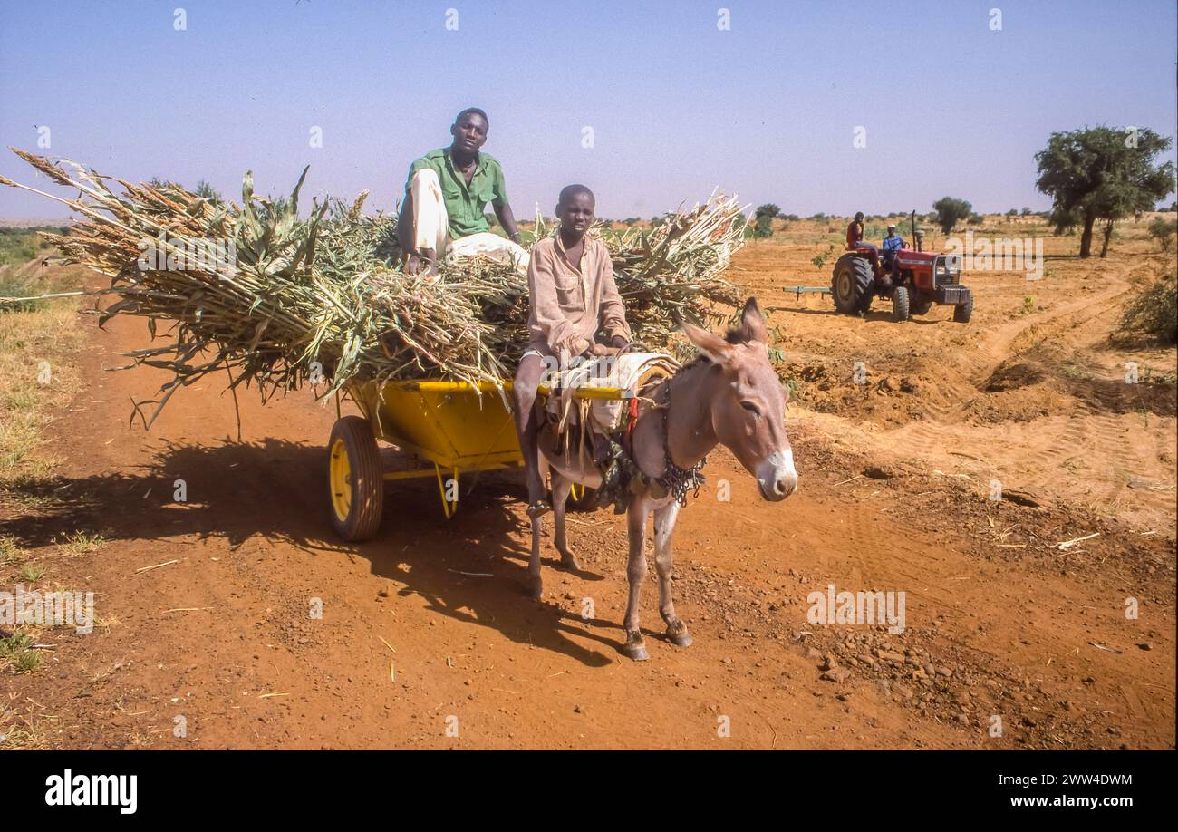 Niger, Tanbalac, agricoltori trasportano miglio raccolto con un carrello d'asino nella zona del sahel, mentre un campo viene arato con un trattore. Foto Stock