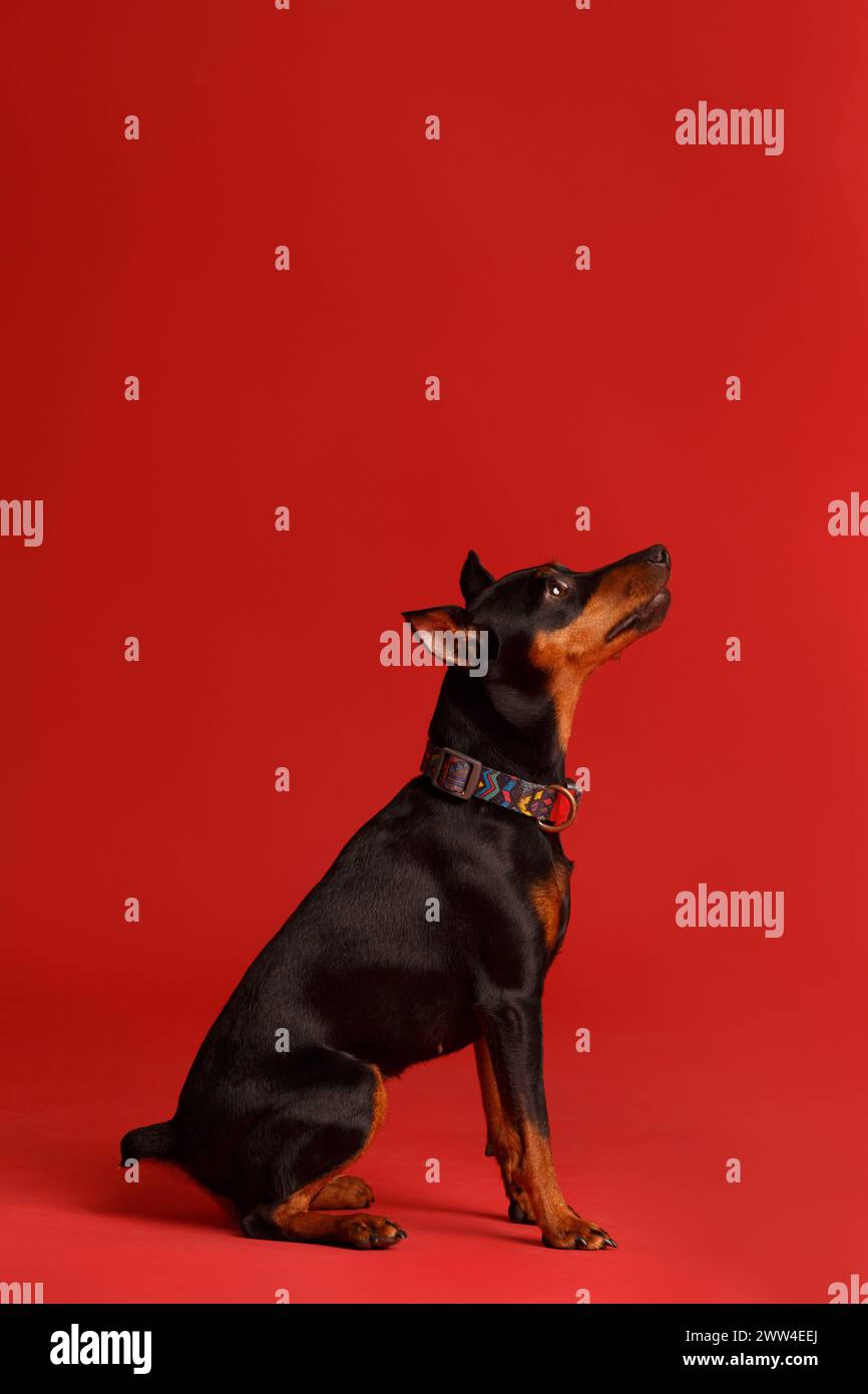 Simpatico pinscher miniaturizzato con orecchie e coda corti si trova su uno sfondo rosso brillante e guarda con interesse. mini doberman, zwergpinscher Foto Stock