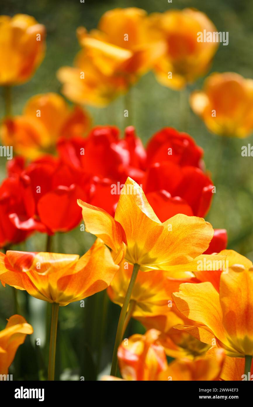 Tulipani rossi e gialli in fiore al sole nel parco su uno sfondo verde sfocato, fiori primaverili. Luminosi fiori di tulipani multicolori. Foto Stock
