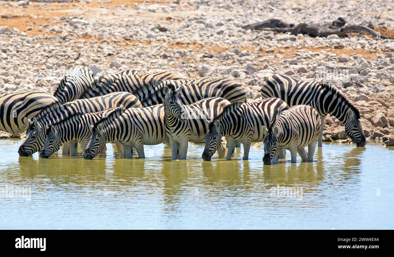 panorama di una mandria di Zebra che beve - con una al centro che tiene d'occhio con la testa in alto a guardare. Parco nazionale di Etosha, Namibia Foto Stock