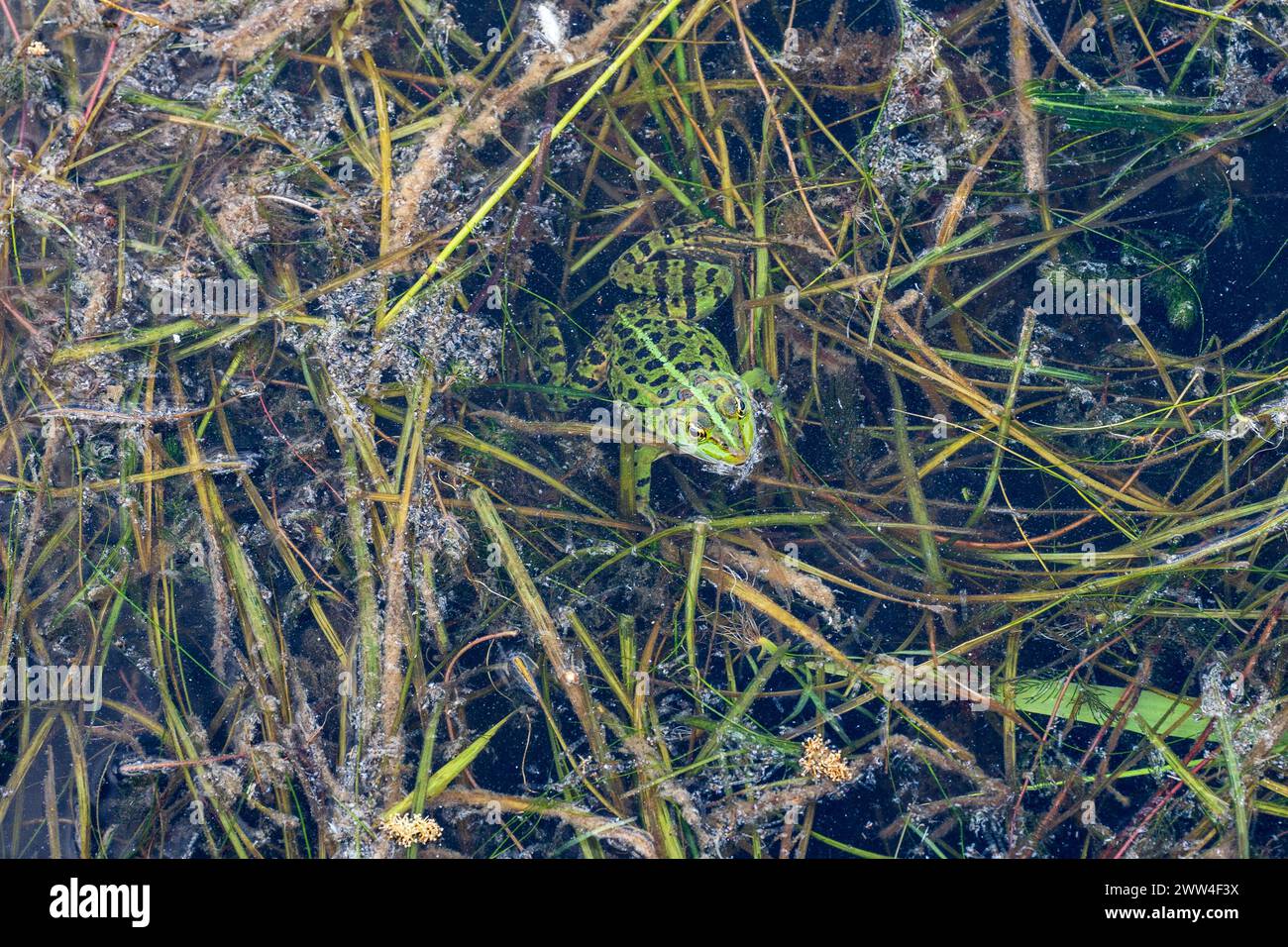 Il regno acquatico di Frog. Una prospettiva ravvicinata. Verde, anfibio mimetico. Foto Stock