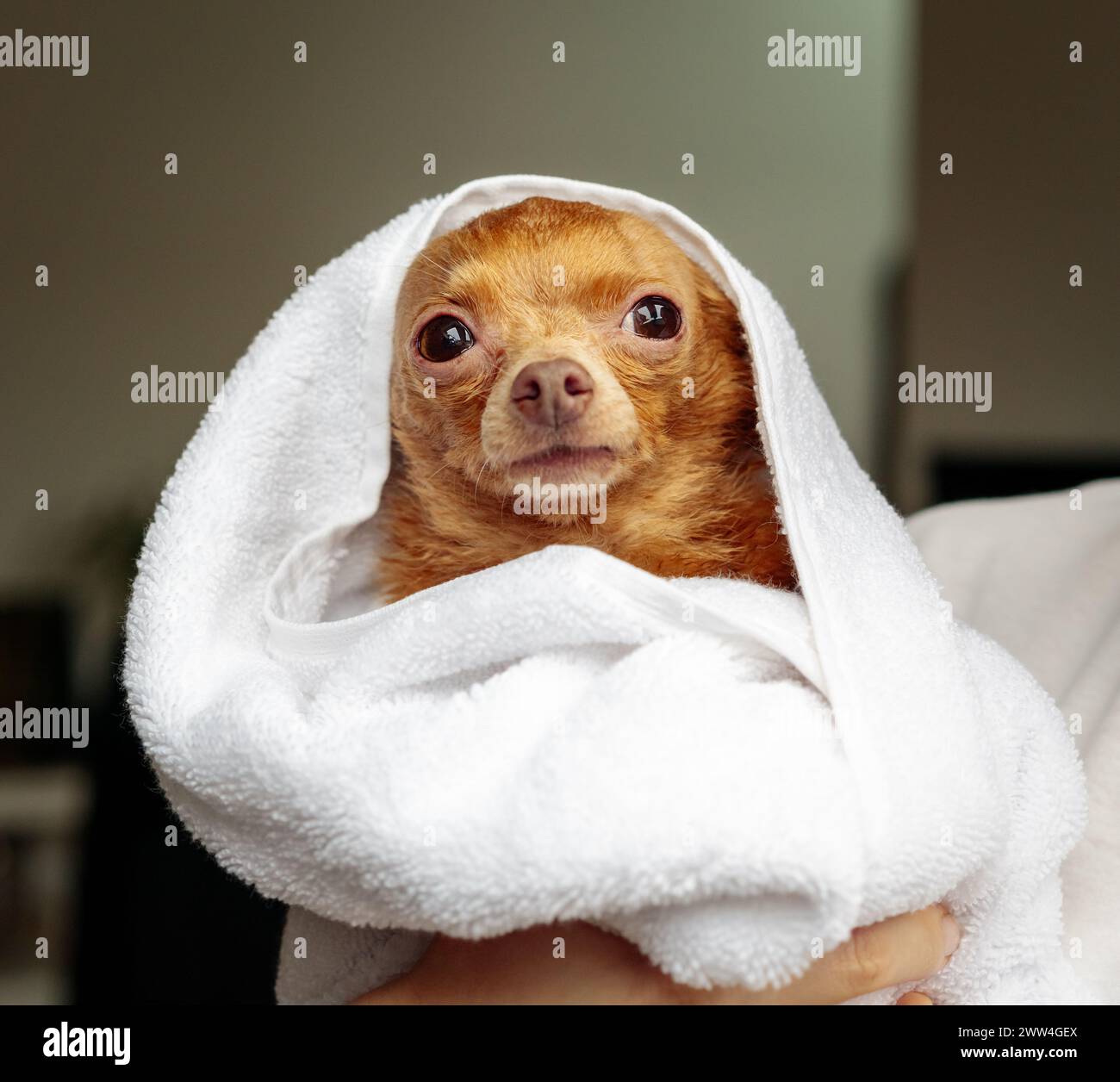Simpatico giocattolo per cani Terrier avvolto in un asciugamano bianco dopo il lavaggio. Cura degli animali domestici. Foto Stock